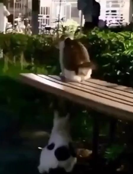 Не объяснимо, но факт⁠⁠