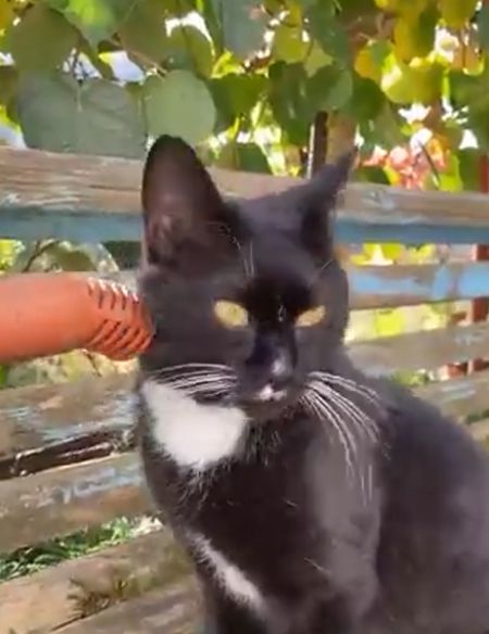 О кисях рассказ