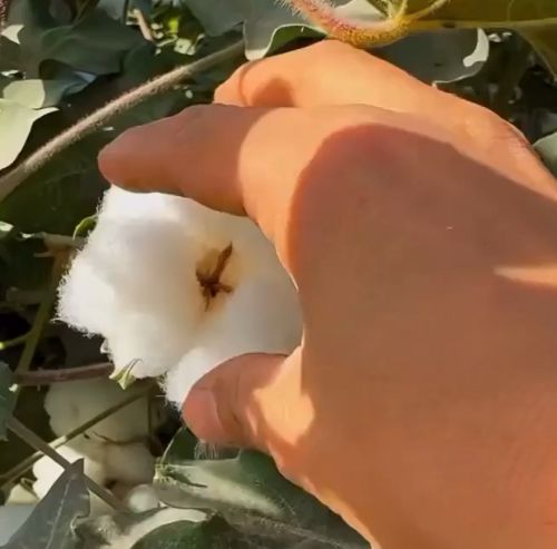 Если вы, вдруг, не знали, как выглядит созревший хлопок