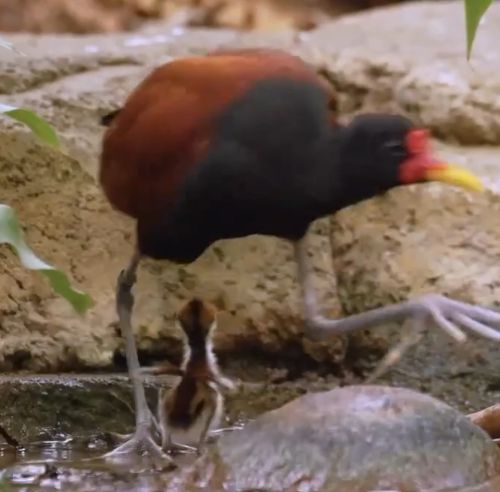 Якана с птенцом⁠⁠