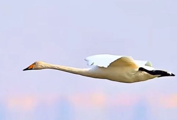 У лебедей одна из самых крутых техник приземления на воду