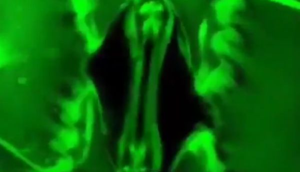 Ученые впервые запечатлели процесс дыхания растений на видео в реальном времени