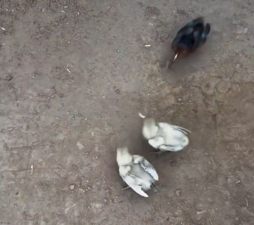 Единоличник⁠⁠