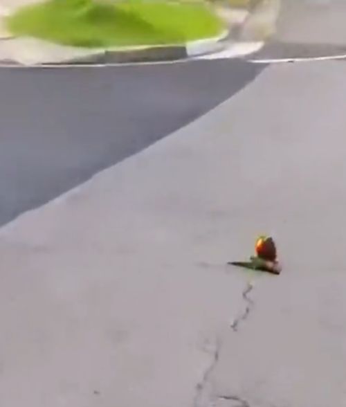 Птичка позвала всех своих друзей чтобы поблагодарить за спасение