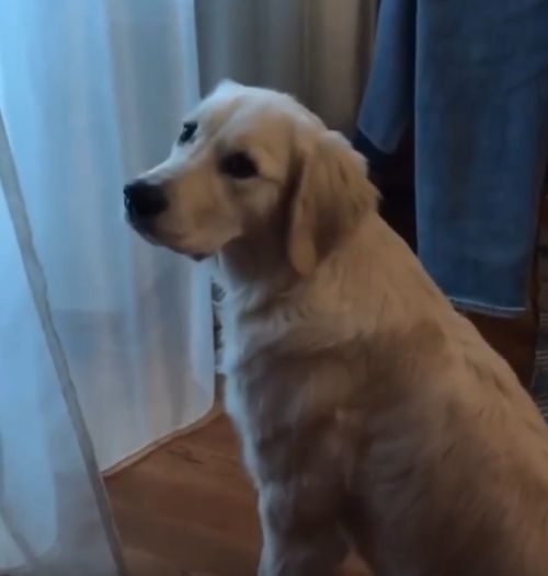 Покупаем камеру, чтобы следить за собакой, думая, что она будет крушить квартиру