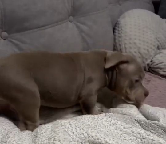 Маленький, а слова понимает