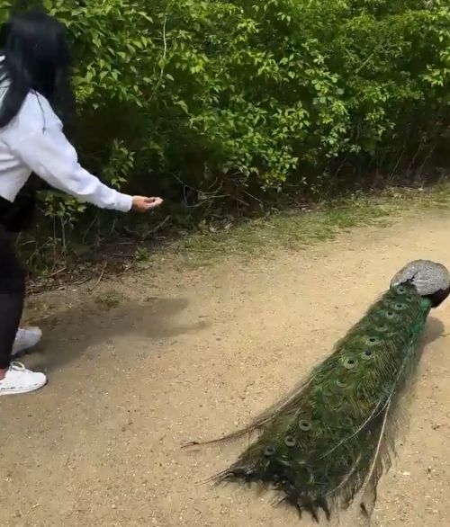 Павлин-мавлин