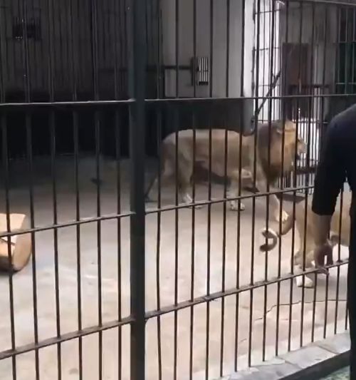 Смотрителя китайского зоопарка уволили из-за опасного кормления львов посетителями