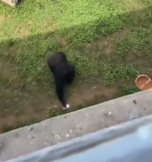 Умная горилла вернула телефон туристу