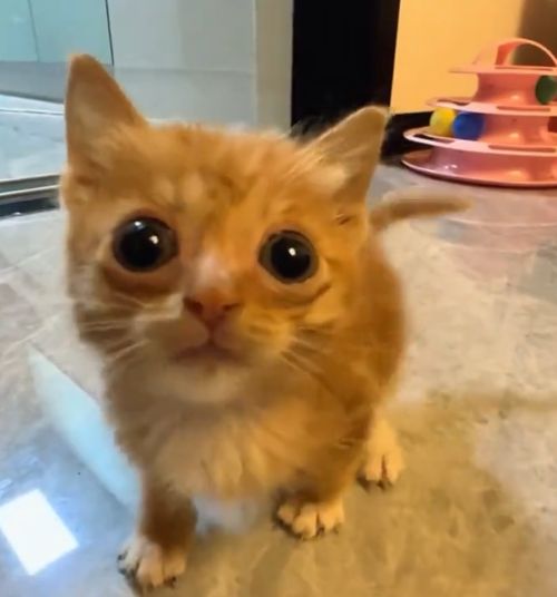 Маленьковость: 100% Агрессия: 150% Урон: 0%