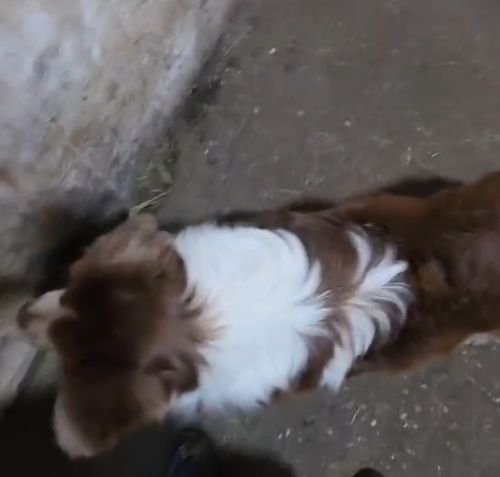 Работа бордер-колли