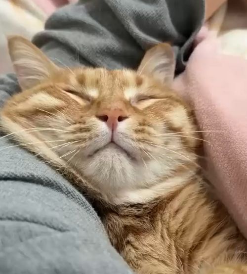 Сонный фыр⁠⁠