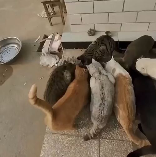 Куда смотрит котополиция!?⁠⁠