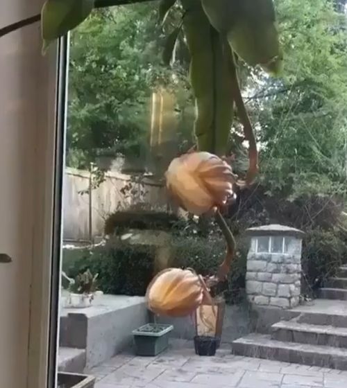 "Королева ночи" цветет только ночью и только раз в год⁠⁠