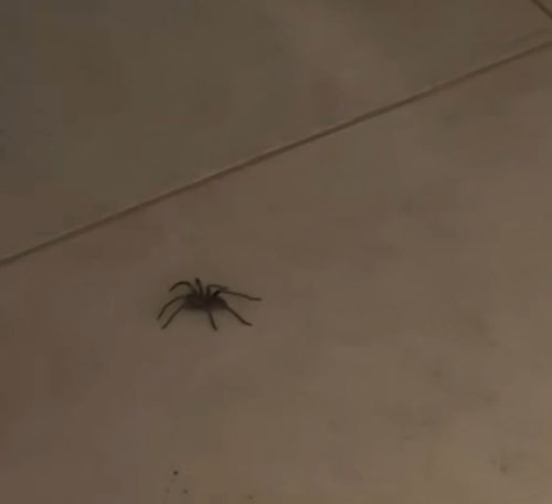 Отомстила за всех арахнофобов⁠⁠