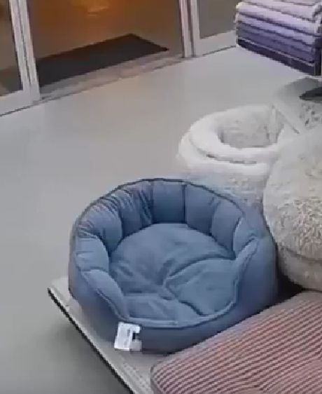 Ля ты крыса блохастая