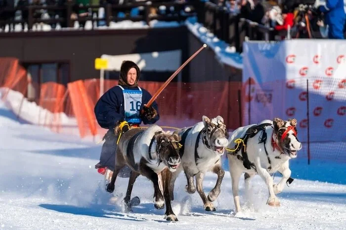 Невероятная скорость северных оленей на XI конкурсе оленеводов в Ханты-Мансийске