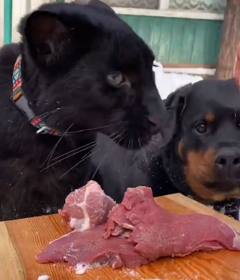 В большой семье пастью не зевают