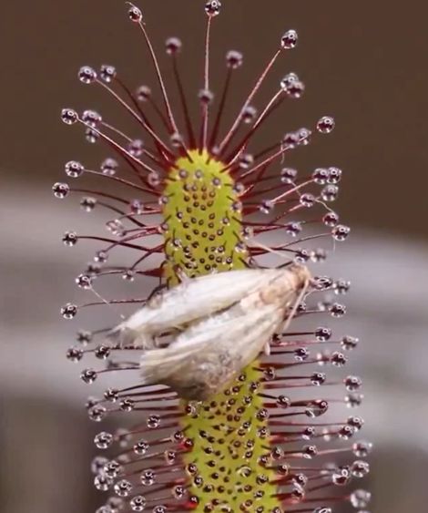 Росянка капская кушает