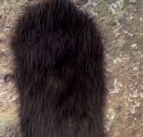 Так выглядит колония сенокосцев