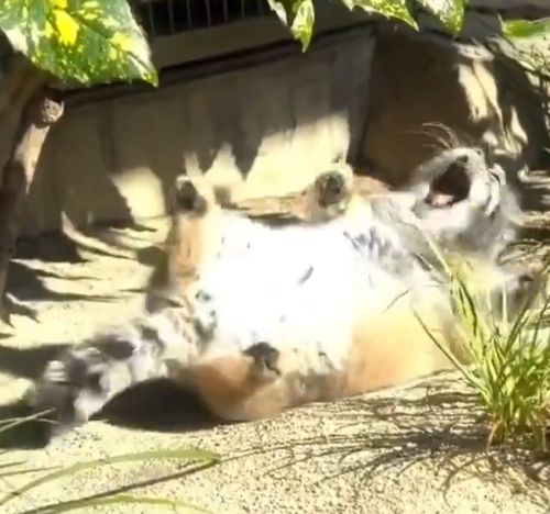 Поваляшки⁠⁠