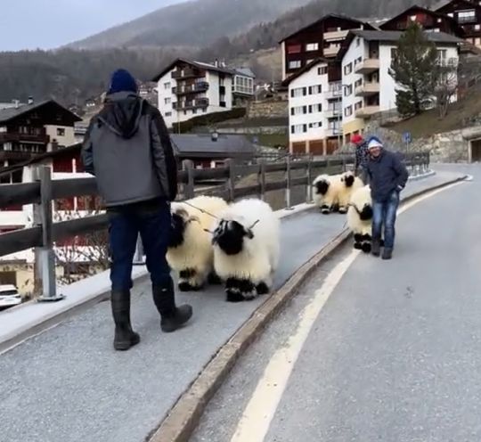Бараны в Швейцарии прям как мультяшные...⁠⁠