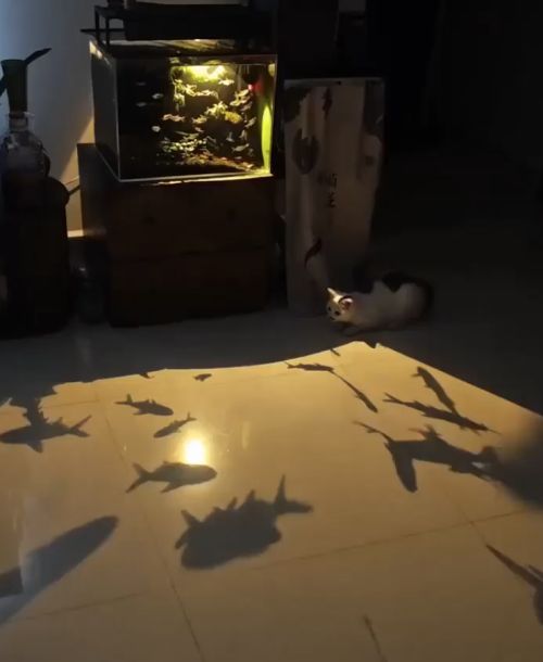 Необычный способ занять питомца