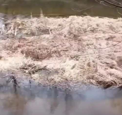 Клещи в Беларуси