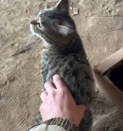 У кошек своя Санта Барбара⁠⁠