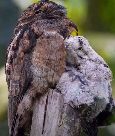 Самка серого исполинского козодоя с птенцом