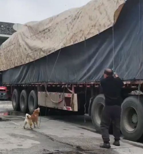 Шерстяной дальнобой