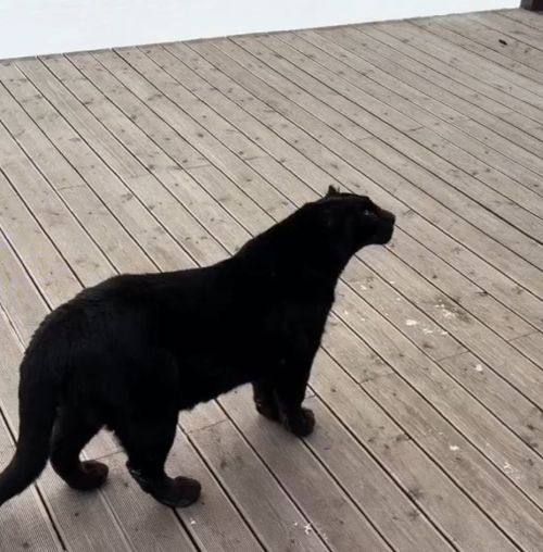 Я собакам дверь не нанималась открывать⁠⁠