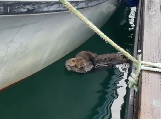 Каланиха с каланёнком⁠⁠