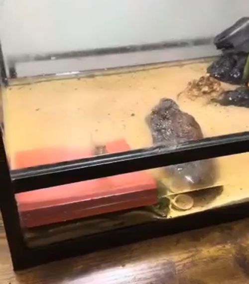 Самая симпатичная рыбка