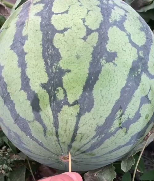 Кому арбузика?