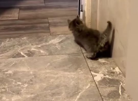 Я бы тоже убежал