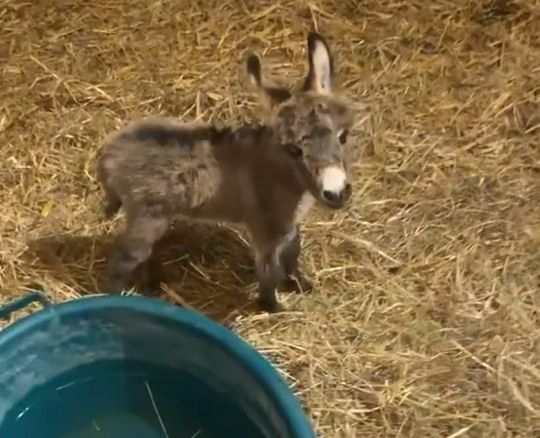 Где мой Шрек?