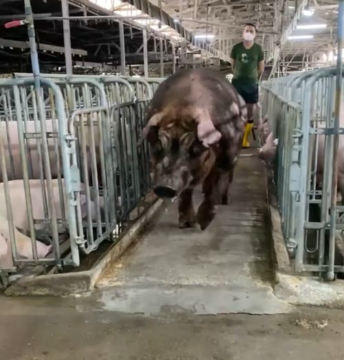 Абсолютная мощь