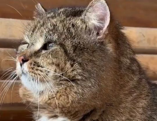 «Кошки - проводники в тонкий мир…» - что можно нашептать кошке на ушко, рассказывает Виктория Райдос