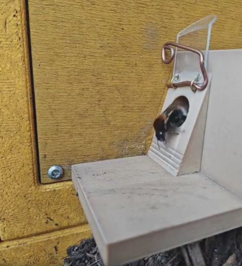 Мужик запилил шмелю дверь в улье⁠⁠