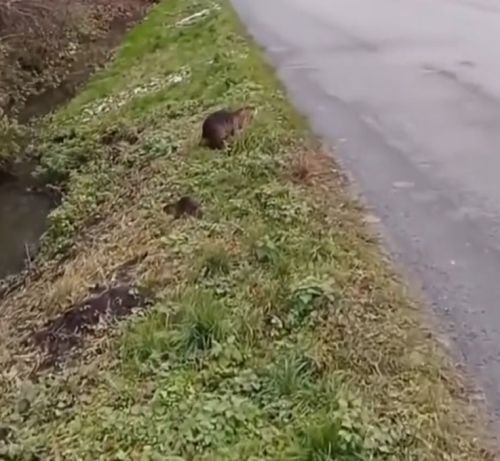 Языковой барьер⁠⁠