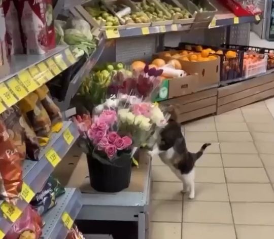 Кошечка из Питера зашла в магазин, чтобы понюхать цветы⁠⁠