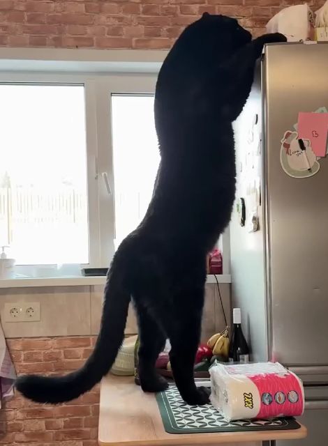 Вот он, рулончик⁠⁠