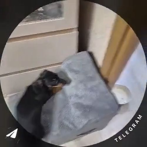 Давай купим собачку