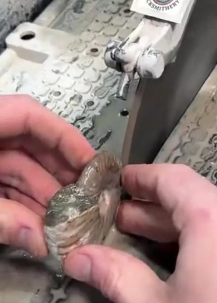 Разрезается окаменелость аммонита (вымершего моллюска), для демонстрации внутренних кристаллических камер