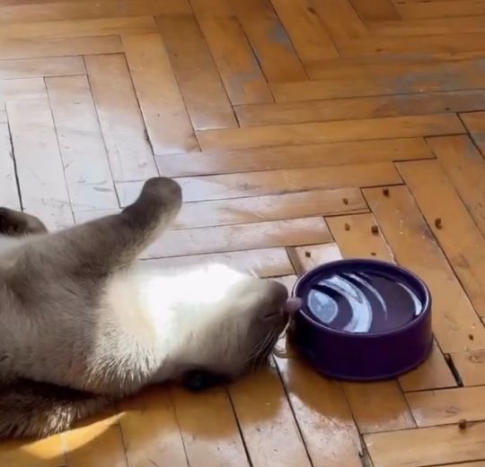 Купил кота из Австралии, а как его кормить непонятно