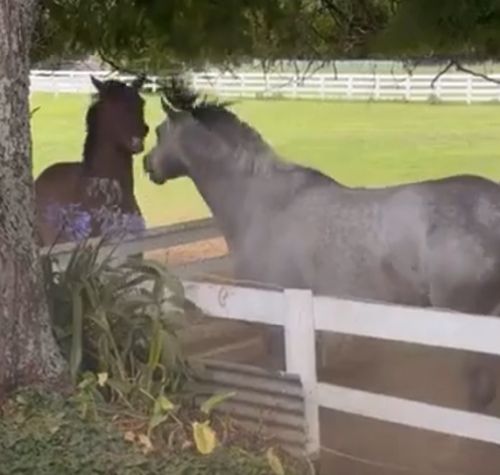 Перемирие на водопое