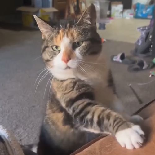 Хозяйка пойдем играть, по-хорошему прошу