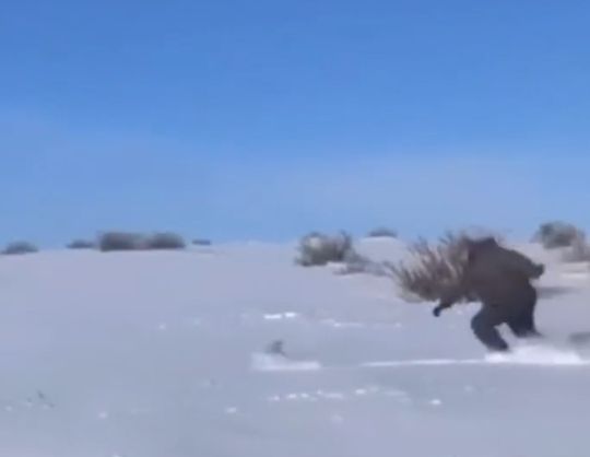 Поживи, косой