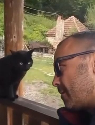 Конфликт с котом